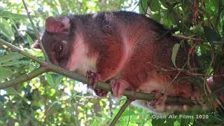 AUSTRALIAN RING TAILED POSSUM DREY NEST [upl. by Lear]