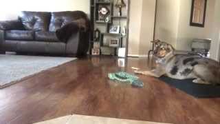 Hyper Catahoula Learns Advanced Obedience with E Collar Training [upl. by Enoved]