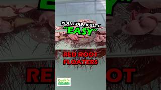 RED ROOT FLOATER WOW FLOATING PLANT PHYLLANTHUS FLUITANS [upl. by Esoranna955]