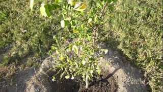 Tropical Fruit Trees  Starfruit Carambola  Part 1 [upl. by Furey]