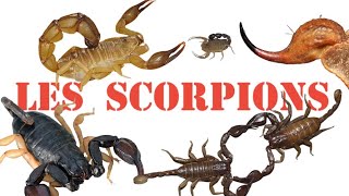 Les Scorpions FichExpress 25 [upl. by Lennod]