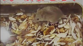 mouse in bakery  rat in food  rat in farms [upl. by Arriat]