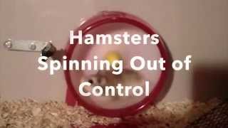 Hamsters Spinning Out of Control [upl. by Adnilak]