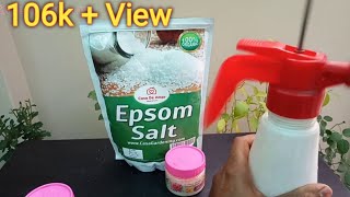 How to Use Epsom salt for Plants good health for Plants Organic fertilizer [upl. by Jefferson]