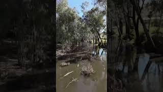 WAAAF Creek Walk  Tocumwal NSW Australia DJI avata 2 [upl. by Cappello]