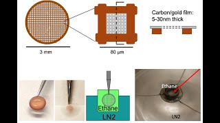 CryoSampleFreezingVitrobot [upl. by Geibel]