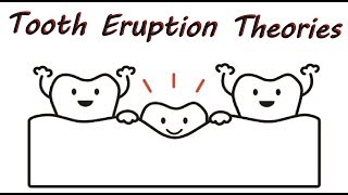 Theories of Tooth Eruption [upl. by Anihsit]