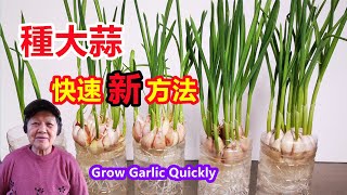 快速種大蒜的新方法，既收蒜苗又收大蒜，陽台也能種 How to Grow Garlic quickly\Mars Hydro [upl. by Cherianne]