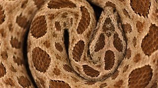 Snakes of Komodo national park Russells Viper and Lesser Sunda Pit Viper [upl. by Nahgiem]