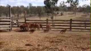 Kelpies working cattle [upl. by Dumah]