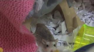 How To Take Care Of Roborovski Hamsters [upl. by Akered]