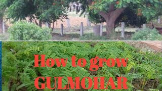 How to grow GULMOHAR tree from seed [upl. by Beaver]