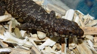 Unboxing video  Gidgee Skinks  Egernia Stokesii [upl. by Vitia]