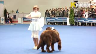 Dog Show quotEurasia 2012  Russia  Moscowquot Freestyle [upl. by Enniroc]