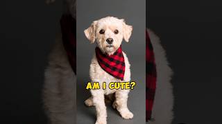 Am I cute cute puppy animals shorts pets [upl. by Gut]