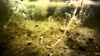 toadtastic Natterjack Toads at Hengistbury Head Dorset UK [upl. by Tudela972]