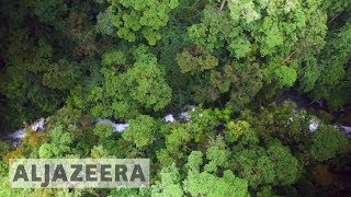 🇨🇷 Costa Ricas reforestation efforts promising [upl. by Nodnab]