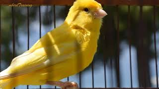 canary singing video  the best canary training song 40 minutes [upl. by Clive]