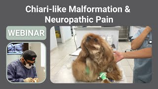 Canine Chiarilike Malformation amp Neuropathic Pain [upl. by Weber]