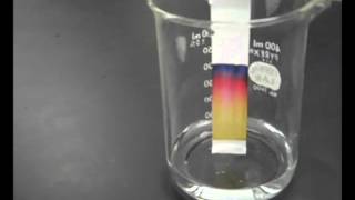 🧪Paper Chromatography  Chemistry Experiment with Mr Pauller [upl. by Melinde]