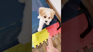 Cavachon Puppy Training adorable [upl. by Tommy]