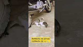 Matikechu da🐀😹catfight rat tamilpets comedypopulardog funnycomedy viralshorts goundamani [upl. by Epifano]