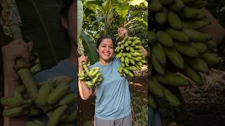 Mini Vlog 113 kokan banana homegrown fruits swanandisardesai [upl. by Ede]