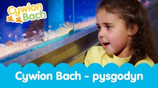 Cywion Bach  Pysgodyn  Welsh Toddler Nursery  Learn First Welsh Words Fish [upl. by Dene211]