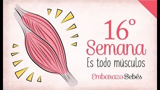 SEMANA 16 de Embarazo  4º Mes  Semana a semana [upl. by Luci]