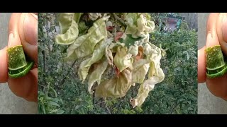 Leaf curling Problem in Peach l आडू के पौधों पर हरे कीटों का हमला व नियंत्रण। Spray on Leaf curling [upl. by Silas]