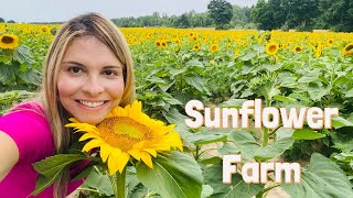 Sunflower Farm  3km of Flowers  Ontario Canada  Davis Family Farm  Sunflower Festival [upl. by Nylirej108]