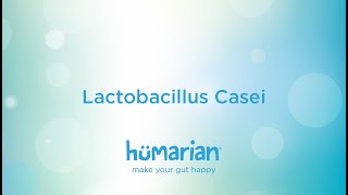 Lactobacillus Casei [upl. by Rector]