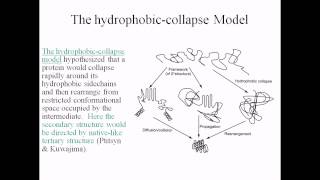 Protein folding Hydrophobic collapse model [upl. by Atled]