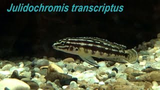 Julidochromis transcriptus [upl. by Duarte281]