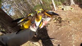 Evening Grosbeak Frenzy [upl. by Nettie]