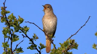 European Songbirds 22 Singing Birds [upl. by Aseneg]