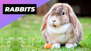 Rabbits 🐰 Reasons Why They Make Great Pets [upl. by Tecil]