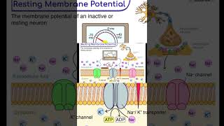 resting membrane potential is potential difference between both sides of membrane see detailed video [upl. by Goldman]