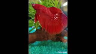 Betta Splendens RED DEVIL Bojovnica pestrá var červená [upl. by Akirdnas19]