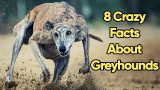 8 Crazy Greyhound Facts You Need To Know [upl. by Henni]