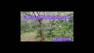 63 Acres coffee plantation sale at odisha per Acra 85 laks [upl. by Ttelrahc]