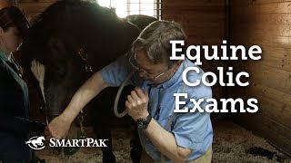 Equine Colic Exams [upl. by Docile]