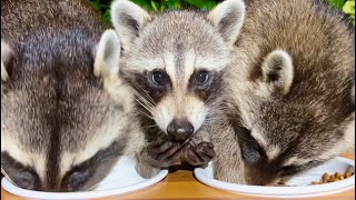 Raccoon Family Eating Dog Food  Wild Animals  Raccoon Feeding Show  ASMR [upl. by Ma]