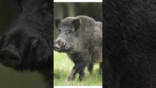 Wild Boar Life Facts facts wildanimalfacts animalfacts animalshorts wildboar trendingshorts [upl. by Kore671]