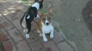 Yodeling Basenji Puppy [upl. by Giorgi234]