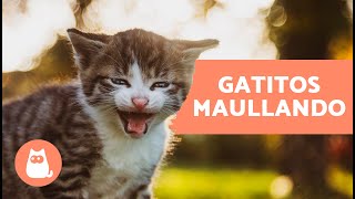 Los mejores MAULLIDOS de GATOS BEBÉS 🐱 ¡Gatitos Maullando Fuerte [upl. by Serge]