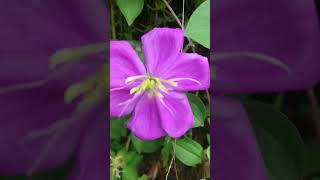 spanishshawlrudraglorybushplant heterotisrotundifolia pinklady rockrose melastomataceae [upl. by Atla922]