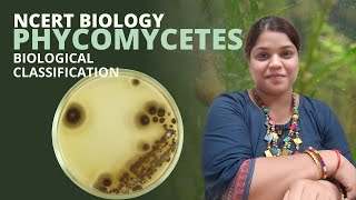 Phycomycetes  Biological Classification  Class 11  NEET [upl. by Ynehteb]