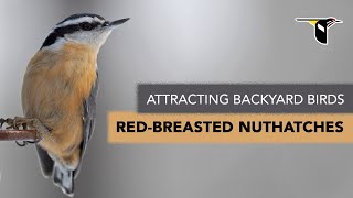 Attracting Backyard Birds Redbreasted Nuthatches [upl. by Krasnoff]