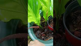 Anthurium stem cutting Propagation plantingtips happygardening [upl. by Annohsal897]